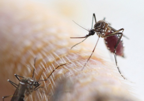 Yellow fever is a serious condition caused by the aedes aegypti mosquito.