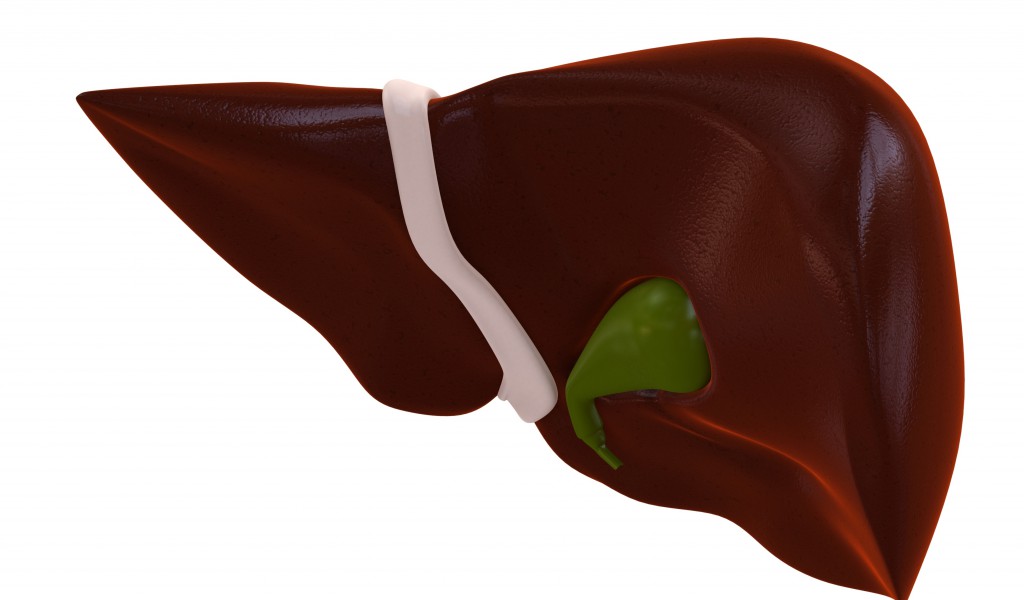 The liver weighs between three and five pounds in adults.