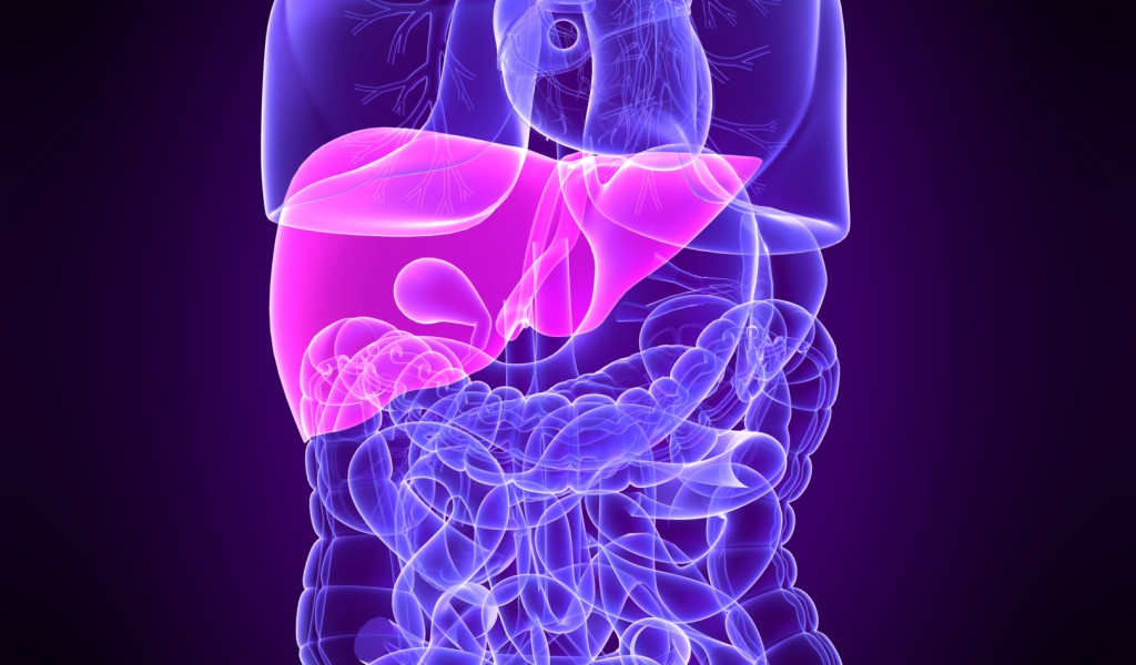 The liver is responsible for over 500 functions in the body.